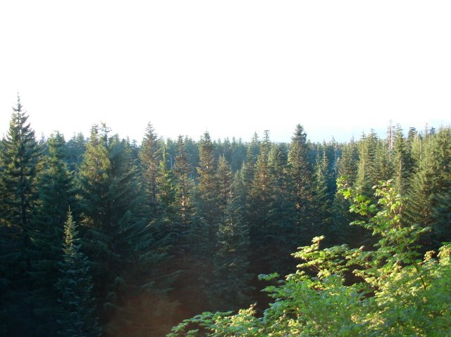 7.25.06 Larch Mountain 021 